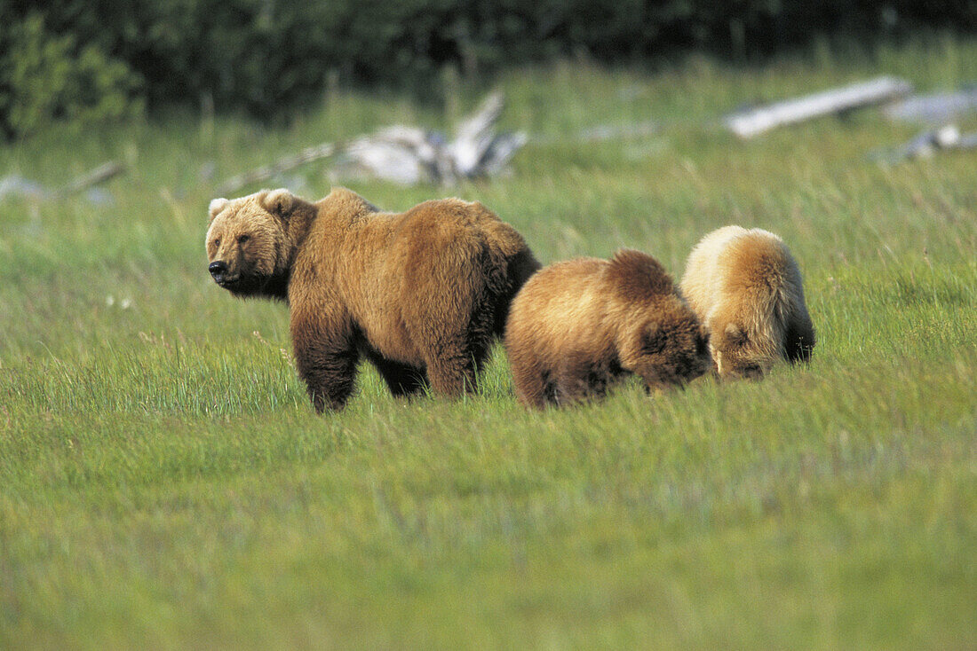 Grizzly Bear (Ursus arctos horribilis) with cubs. Alaska. USA