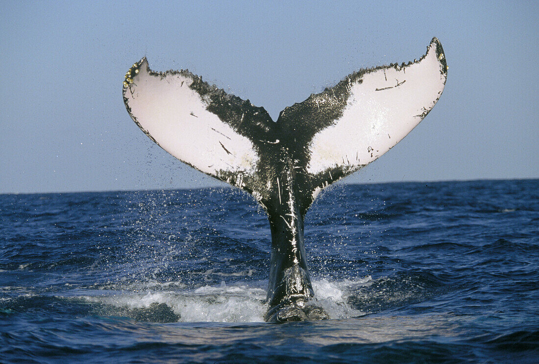 Humpback Whale (Megaptera novaeangliae)