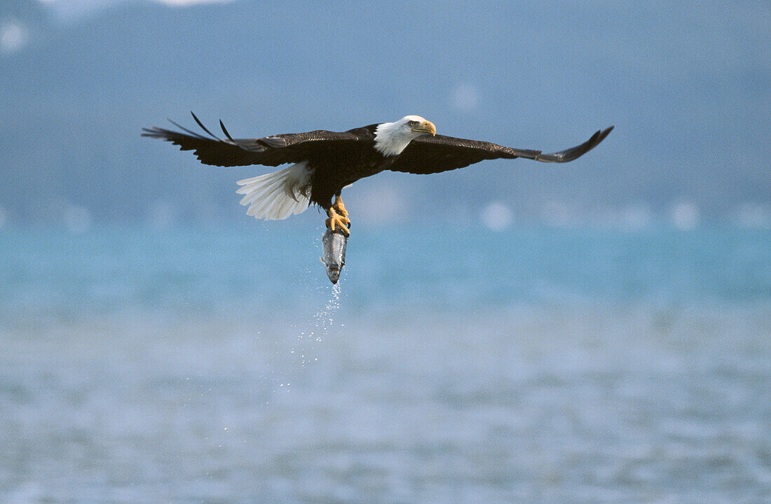 Bald Eagle (Haliaeetus leucocephalus) with prey