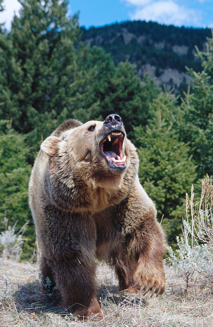 Grizzly Bear (Ursus arctos horribilis) – License image – 70136889 ...