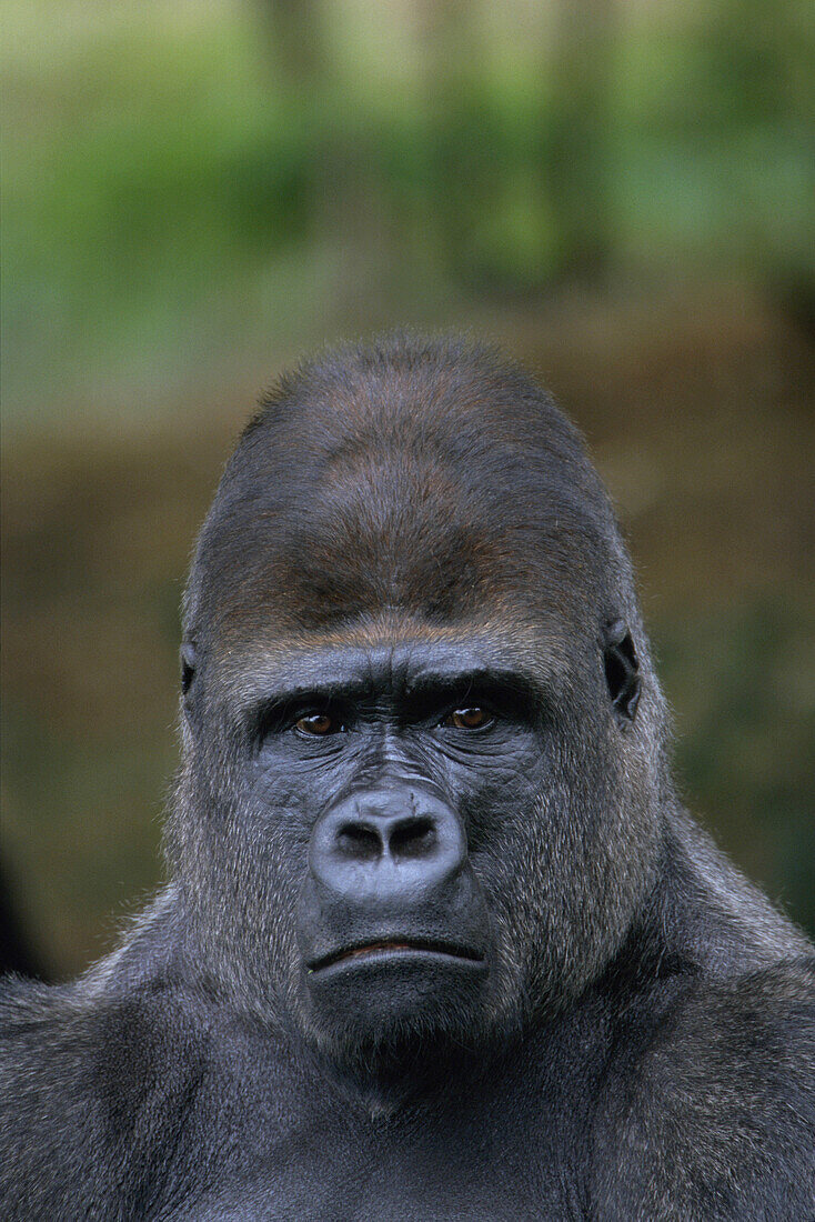 Western Lowland Gorilla (Gorilla gorilla gorilla)