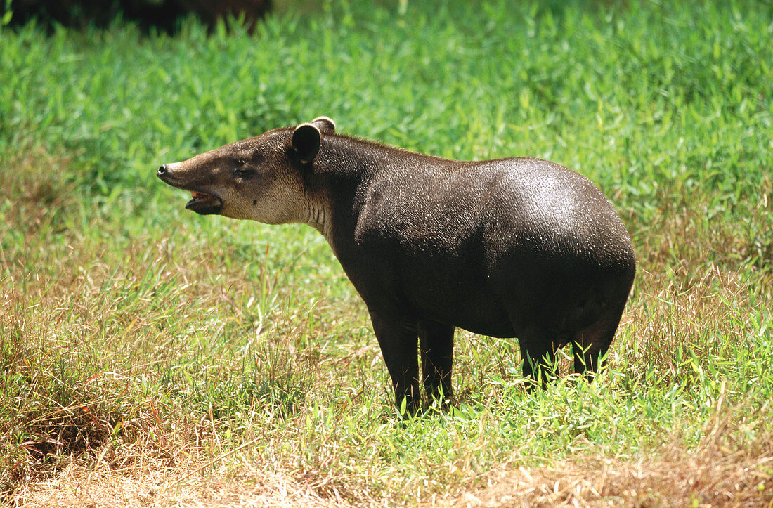 Baird s Tapir (Tapirus bairdi). Costa Rica