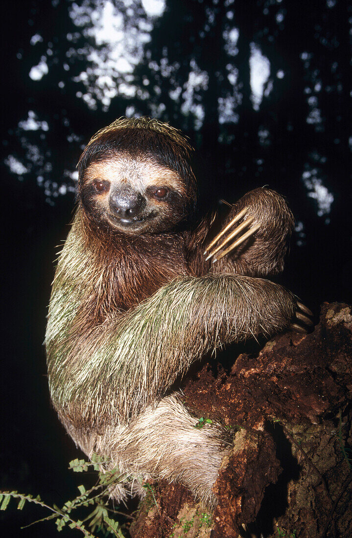 Three-toed Sloth (Bradypus variegatus). Costa Rica