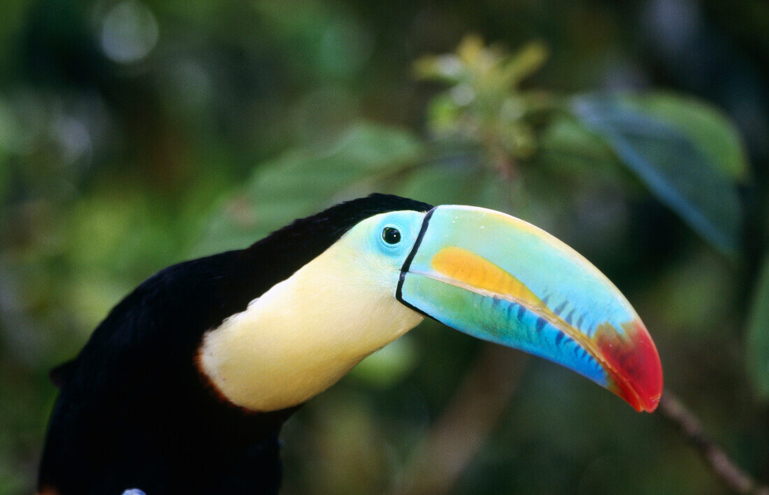 Keel-billed Toucan (Ramphastos sulfuratus)