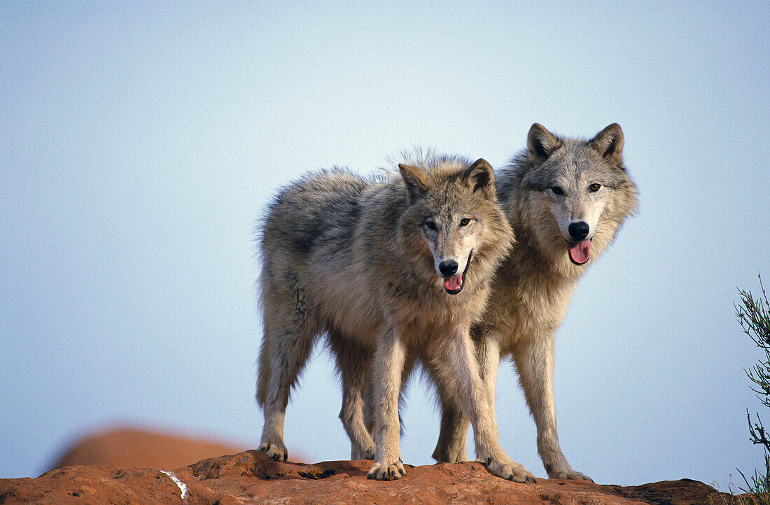 Tundra Wolwes (Canis lupus tundrarum)