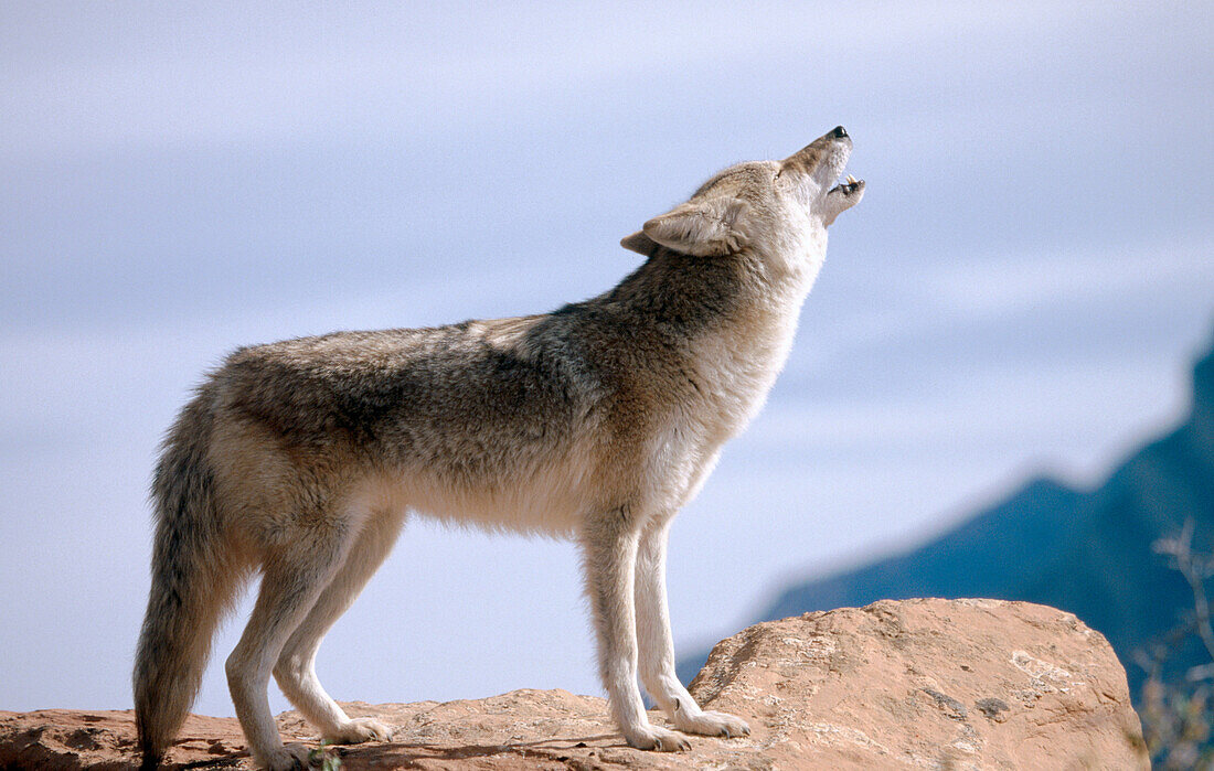 Coyote (Canis latrans)