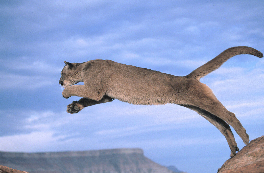 Mountain Lion (Felis concolor)