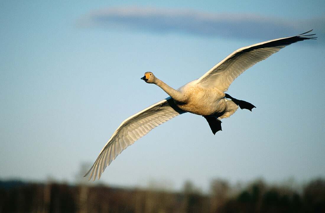 Whooper Swan (Cygnus cygnus)