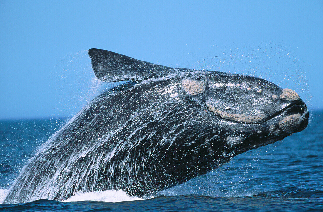 Southern Right Whale (Eubalaena australis)