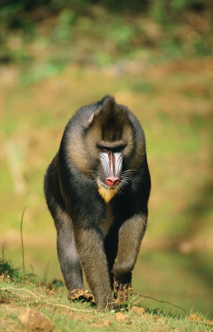 Mandrill (Mandrillus sphinx)