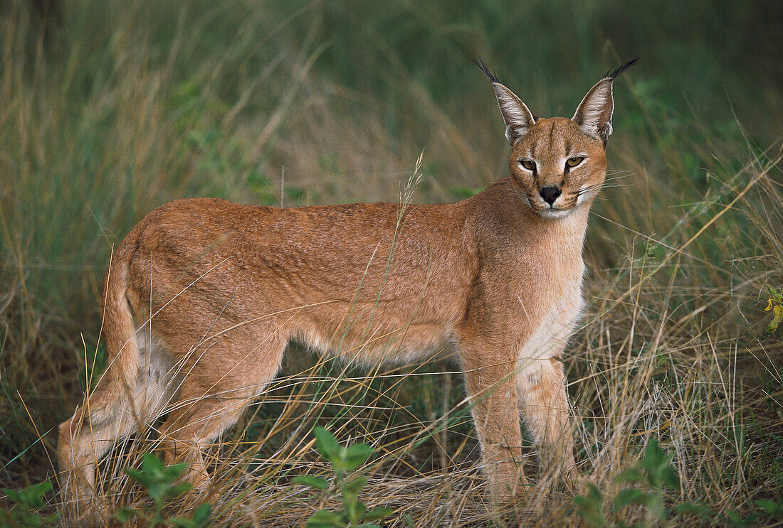 Caracal or Desert Lynx (Caracal caracal)
