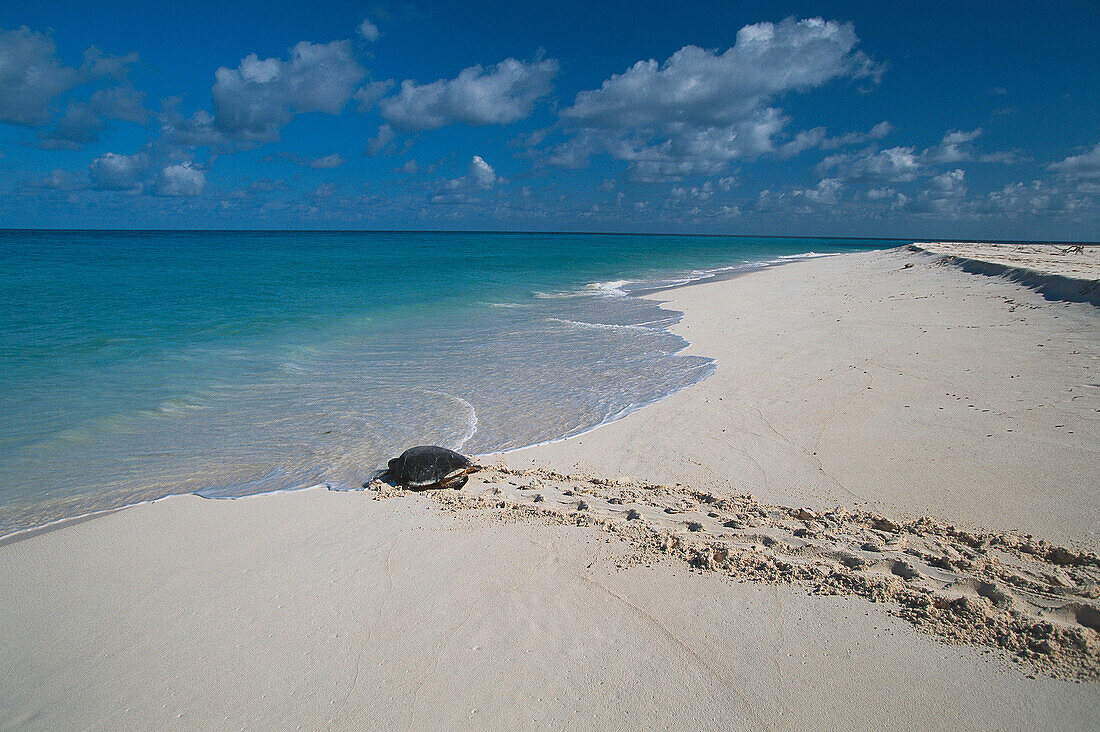 Hawksbill Turtle (Eretmochelys imbricata)