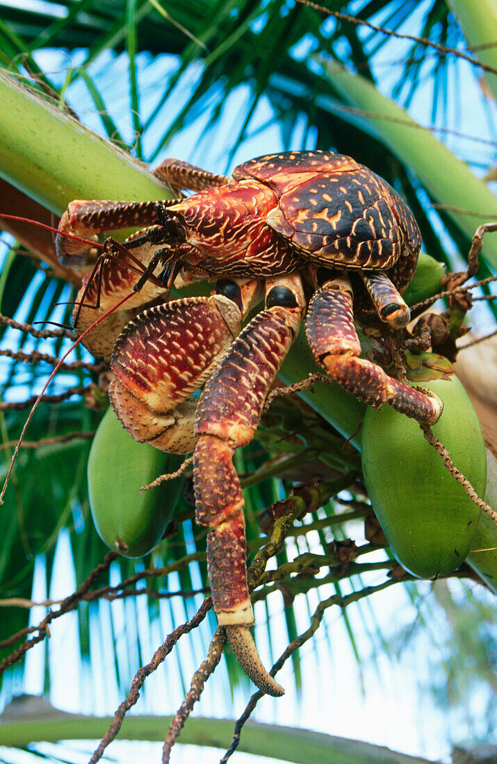 Coconut Crab (Birgus latro)