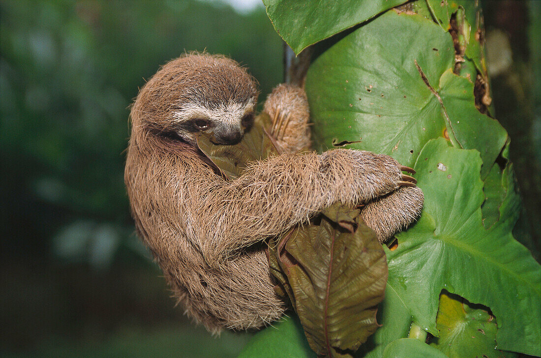 Three-toed Sloth (Bradypus variegatus). Costa Rica