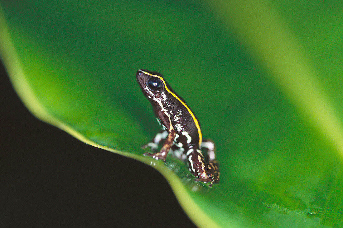 Lovely Poison Frog (Phyllobates lugubris)