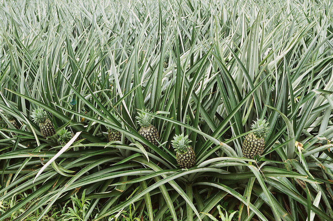 Pineapples. Costa Rica