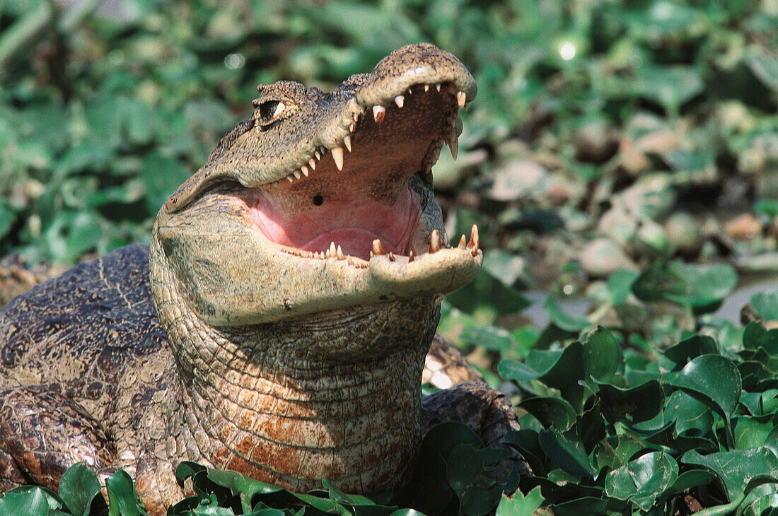 Spectacled Caiman (Caiman crocodilus)