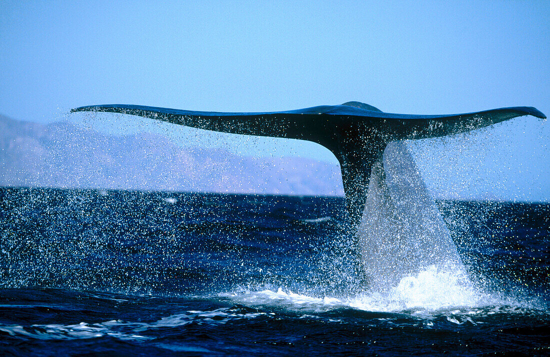 Blue Whale (Balaenoptera musculus)