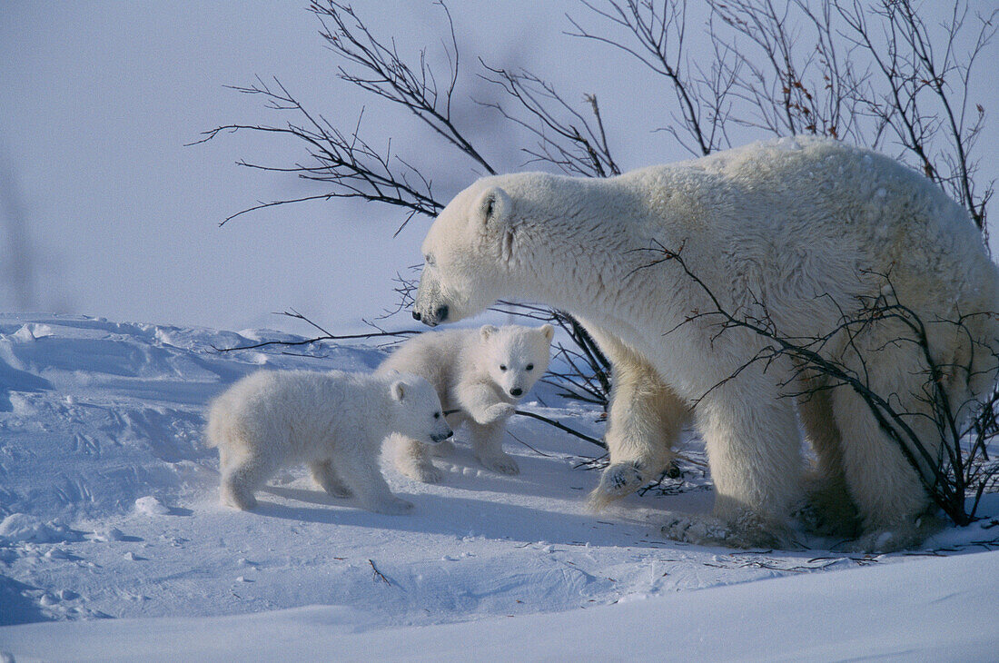 Polar Bears (Ursus maritimus) – License image – 70136993 lookphotos