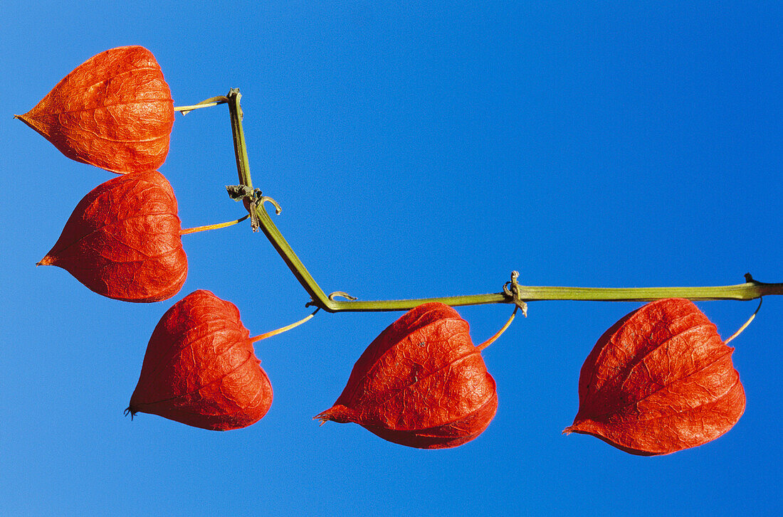 Bladder cherries (Physalis alkekengi)