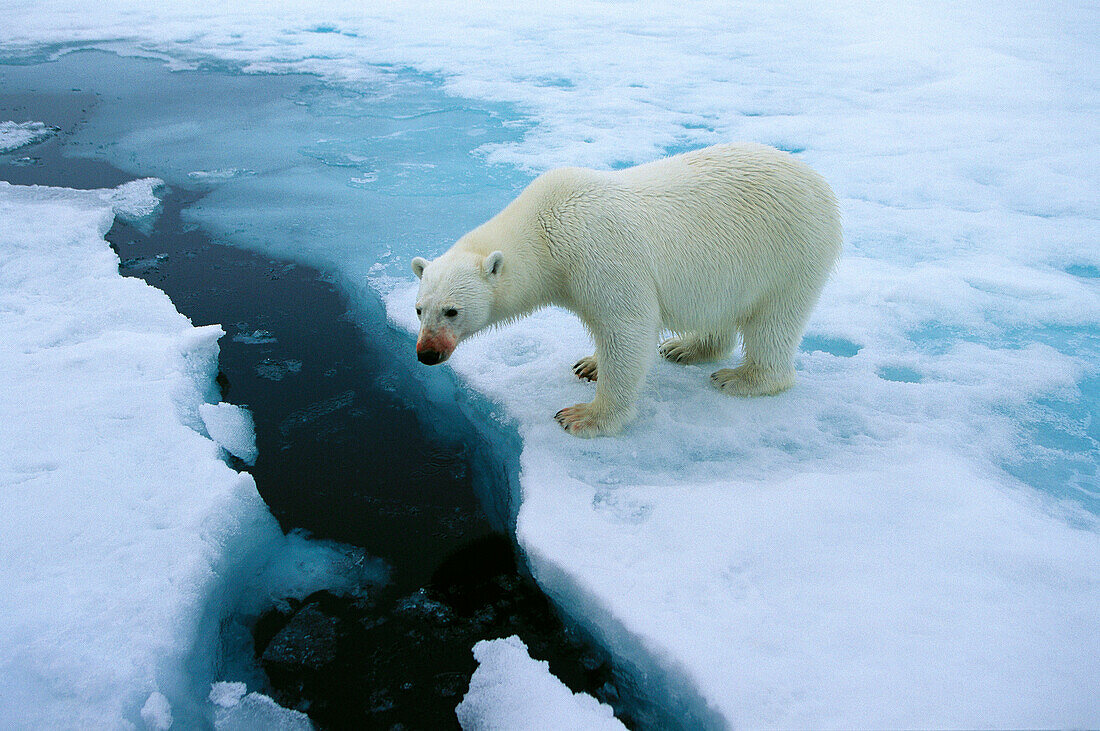 Polar Bear (Ursus maritimus)