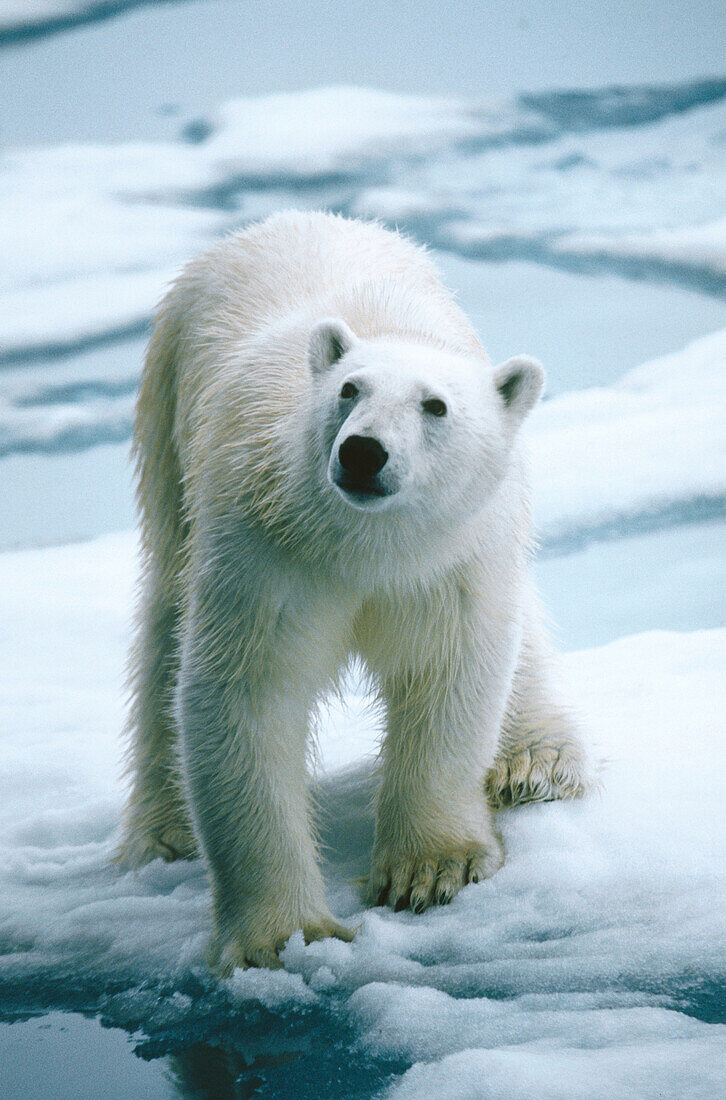 Polar Bear (Ursus maritimus)