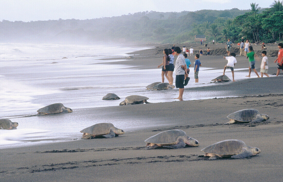 Olive Ridley Sea Turtle (Lepidochelys olivacea)