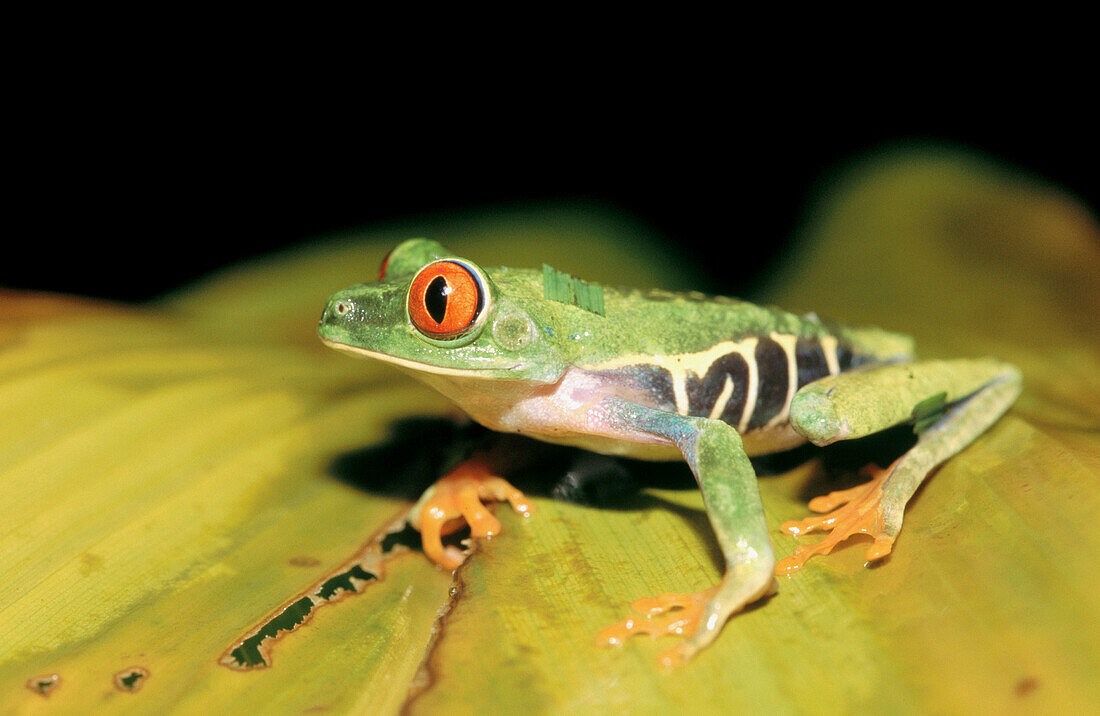 Red-eyed Tree Frog (Agalychnis callidryas)