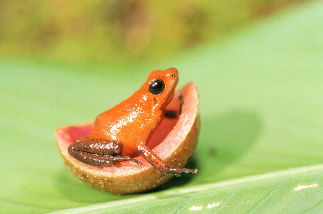 Strawberry Poison Dart Frogs (Dendrobates pumilio)