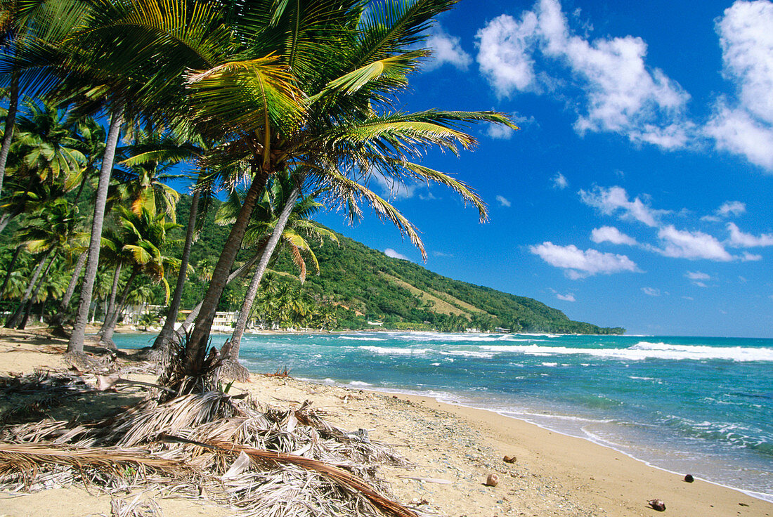 Coconut Palm Tree in a beach of the south coast of Puerto Rico