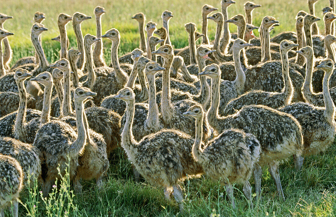 Ostriches (Struthio camelus)
