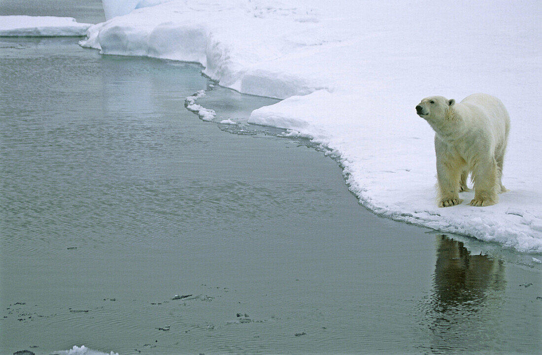 Polar bear (Ursus maritimus)