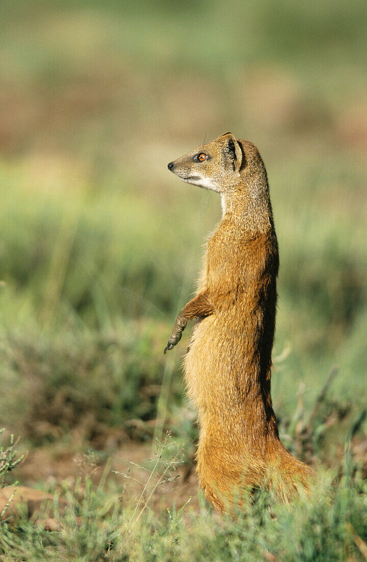 Yellow mongoose (Cynictis penicillata)