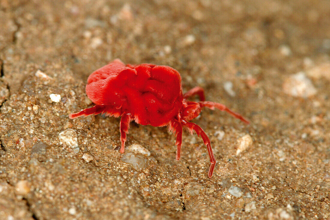 Velvet Mite (Dinothrombium spp.)