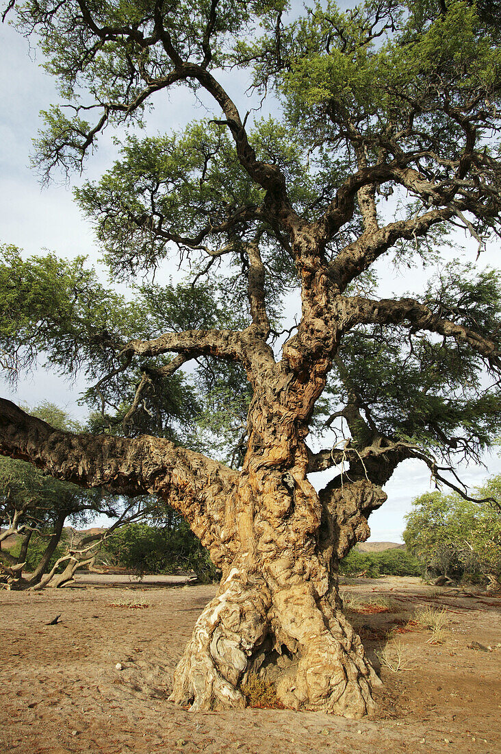 Ana tree (Acacia albida). Namibia