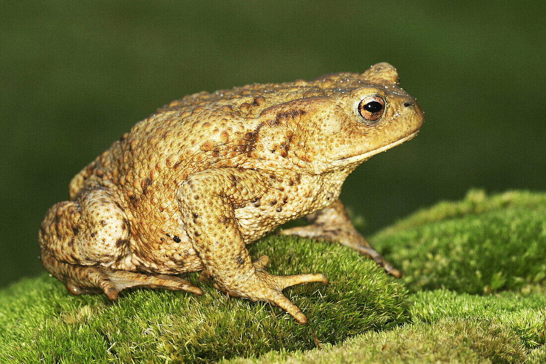 Common Toad (Bufo bufo)