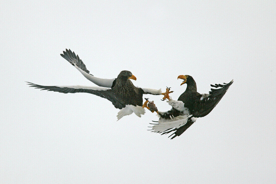 Steller s Sea-Eagle (Haliaeetus pelagicus)