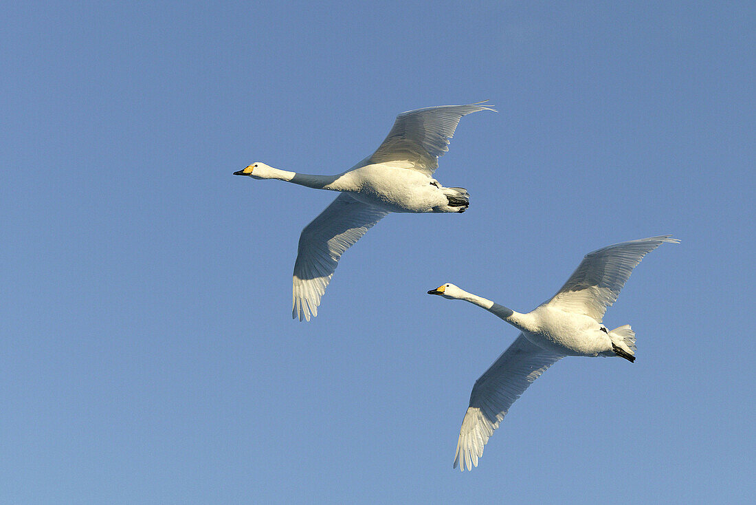 Whooper Swan (Cygnus cygnus). Hokkaido, Japan