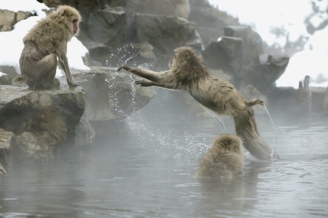 Japanese Macaque (Macaca fuscata)