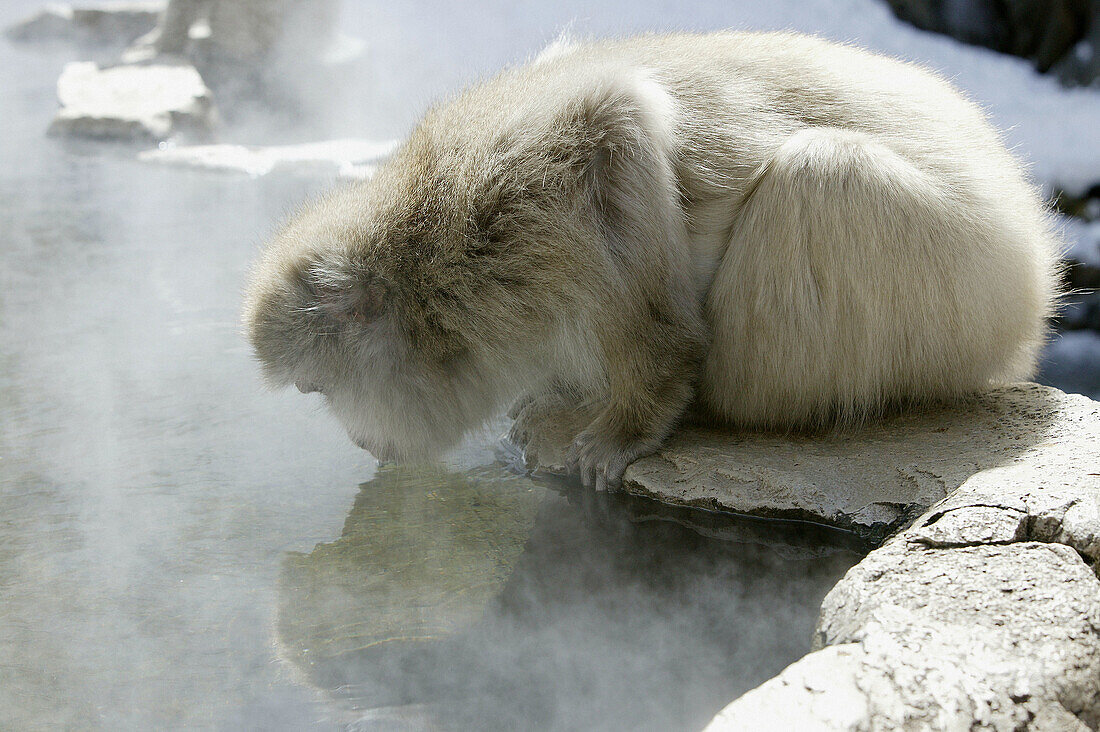 Japanese Macaque (Macaca fuscata)