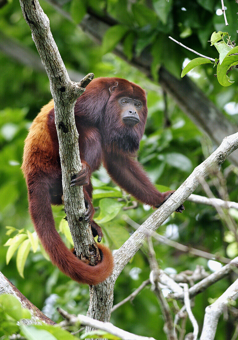 Red Howler Monkey (Alouatta seniculus). Venezuela