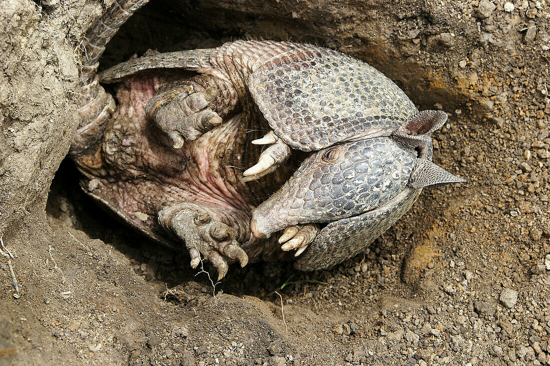 Llanos Long-nosed Armadillo (Dasypus sabanicola). Venezuela