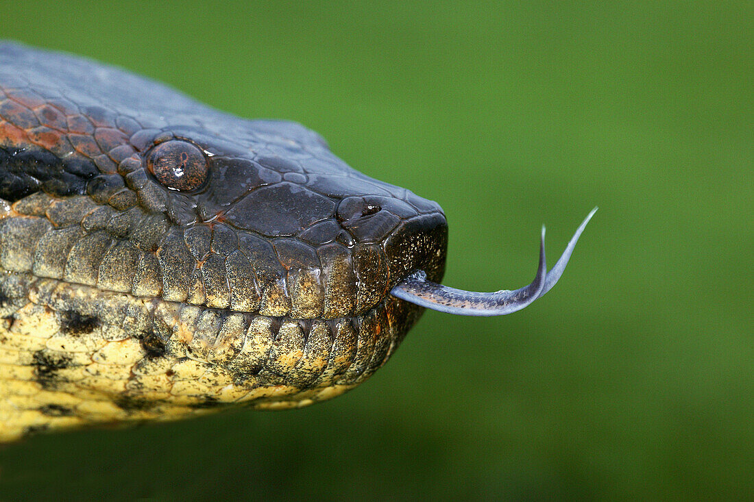 Yellow Anaconda (Eunectes notaeus). Venezuela