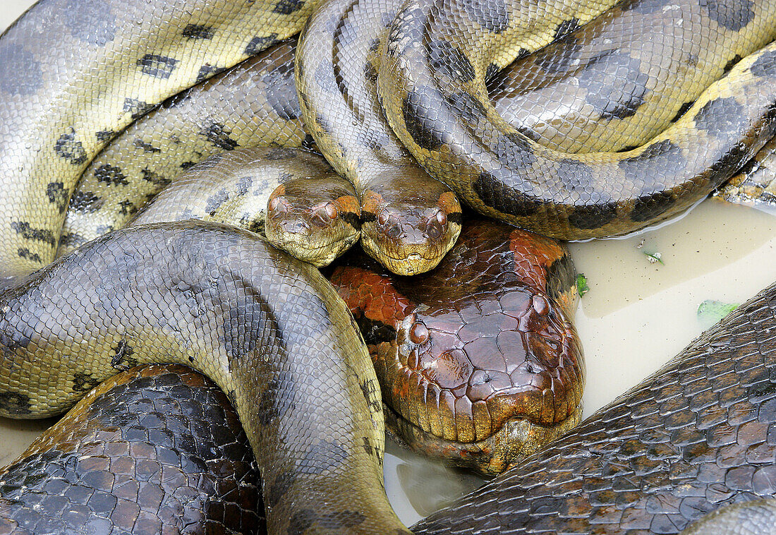 Yellow Anaconda (Eunectes notaeus). Venezuela