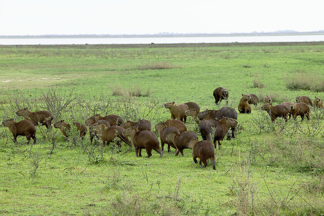 Capybara (Hydrochoerus hydrochaeris). Venezuela