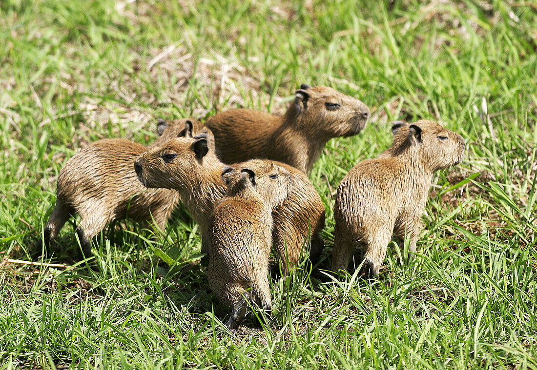 Capybara (Hydrochoerus hydrochaeris). Venezuela