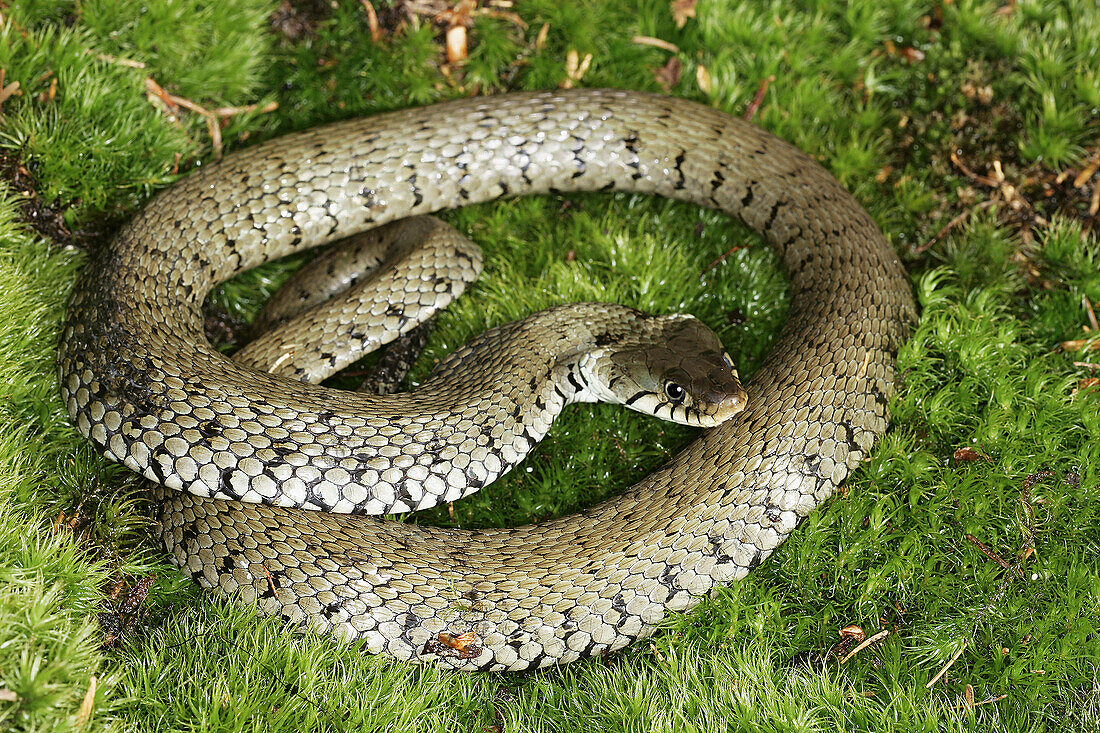 Grass Snake (Natrix natrix)