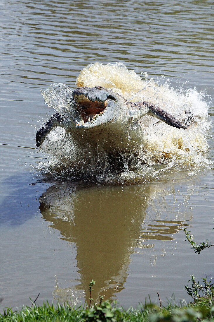 Orinoco Crocodile (Crocodylus intermedius). Venezuela