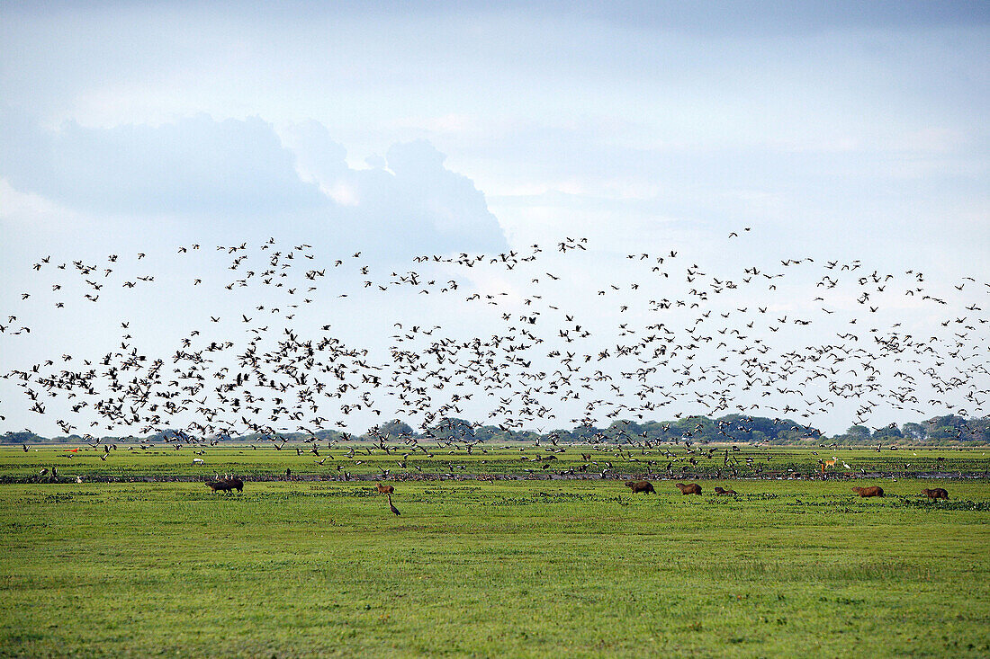 Llanos landscape. Venezuela