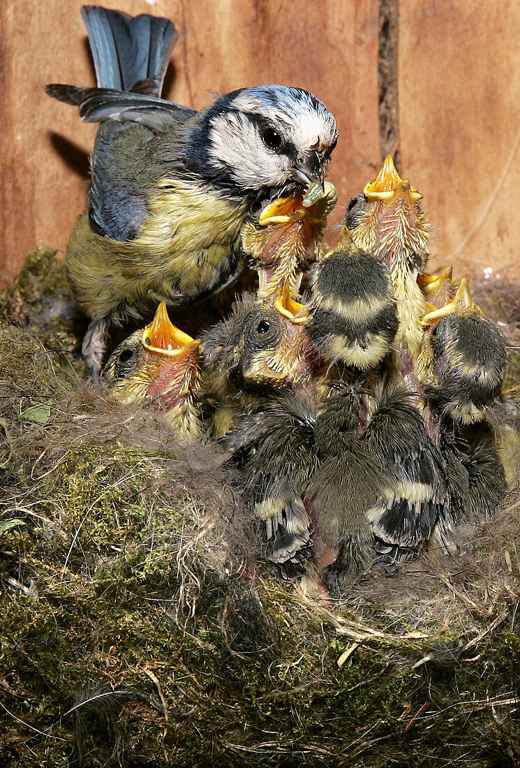 Blue Tit (Parus caeruleus)